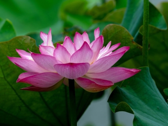 来上海这些公园打卡第一波荷花